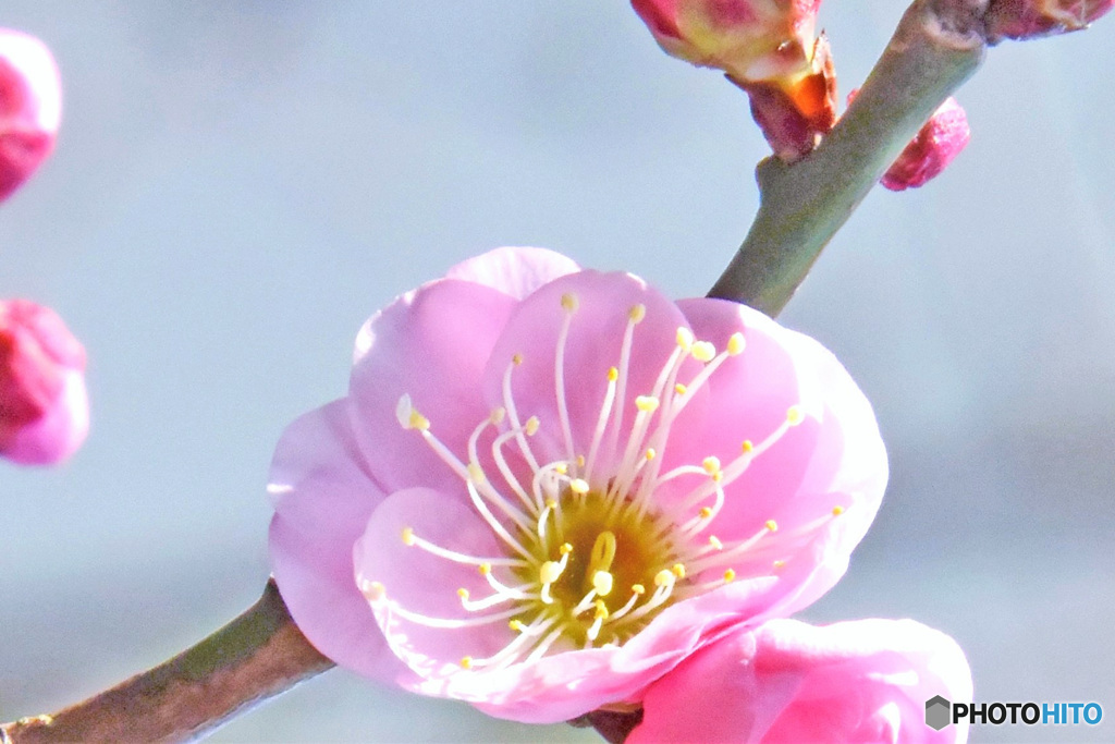 春の花   紅梅   21-006 