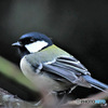 野山の鳥 23-019  四十雀さん