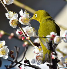 野山の鳥  白梅とメジ君