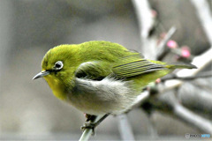 野山の鳥 メジ君