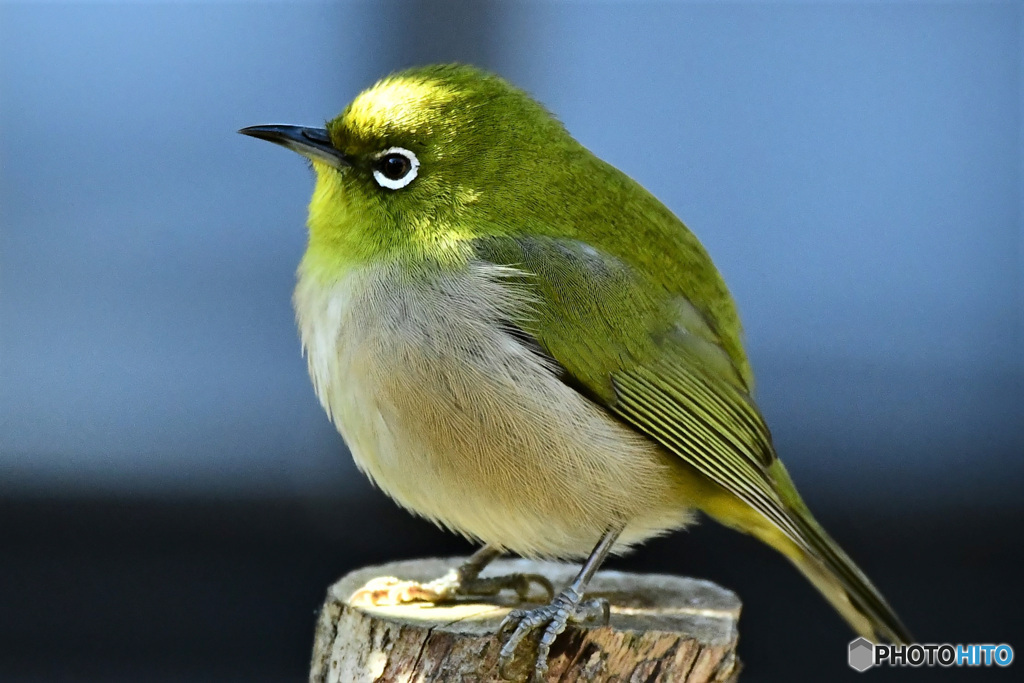 野山の鳥 22-129 メジ君