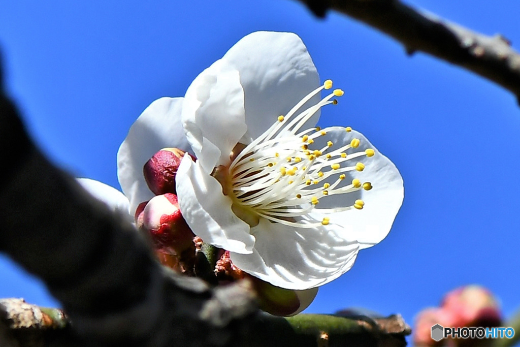 青空と白梅の花  22-011
