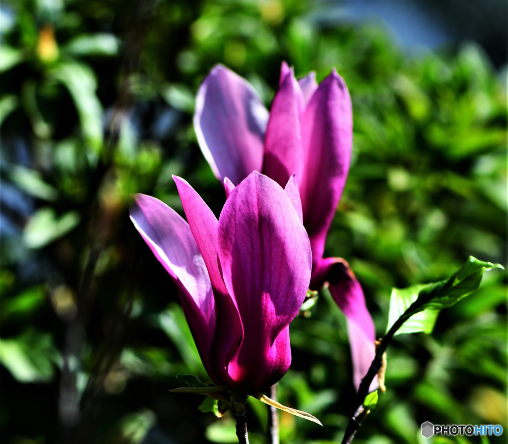 庭に咲いた紫木蓮の花 22-195 