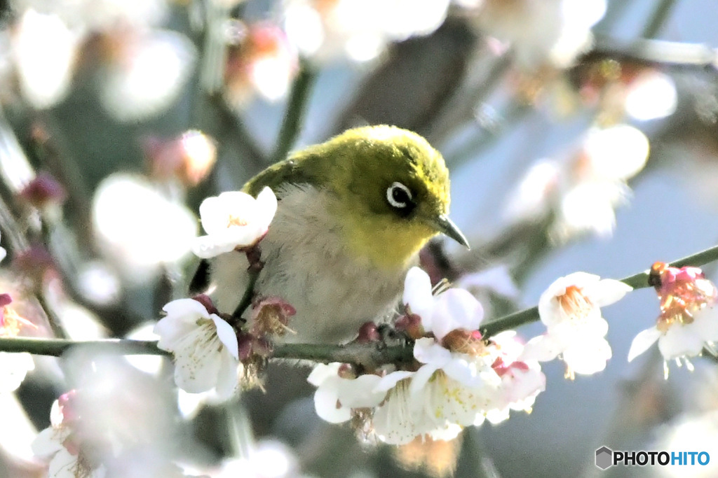 野山の鳥  メジロ