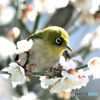 野山の鳥  メジロ