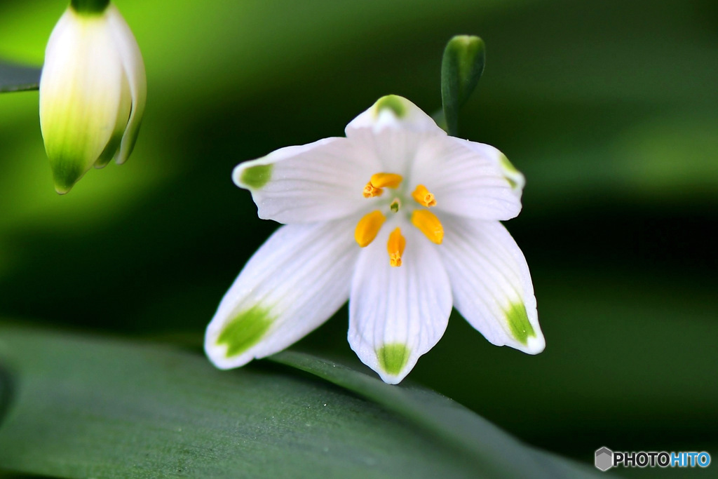 庭に咲いたスノーフレークの花