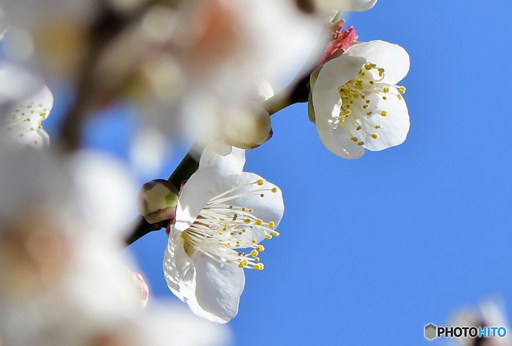  春に咲いた梅の花  