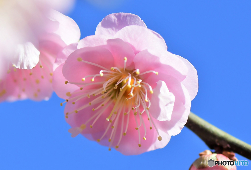 庭に咲いた梅の花 23-078 