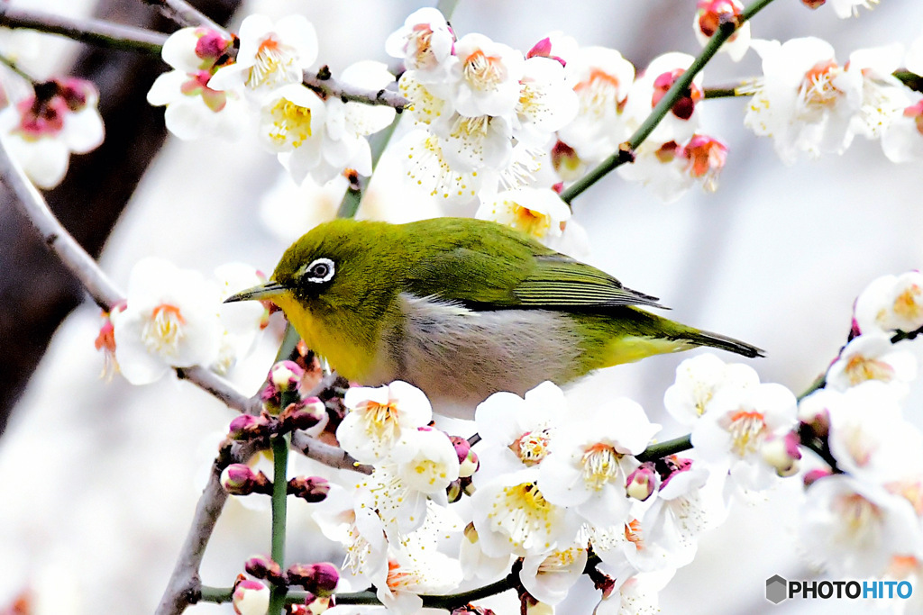 野山の鳥  メジロ  