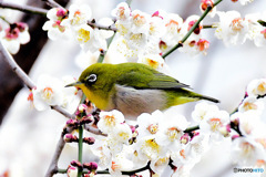 野山の鳥  メジロ  
