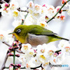 野山の鳥  メジロ  