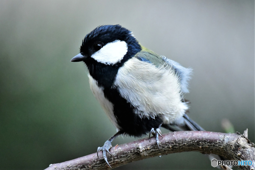 2023年今年の秋に初の四十雀さん