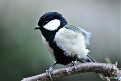 2023年今年の秋に初の四十雀さん