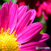 庭に咲いた赤い菊の花  22-428