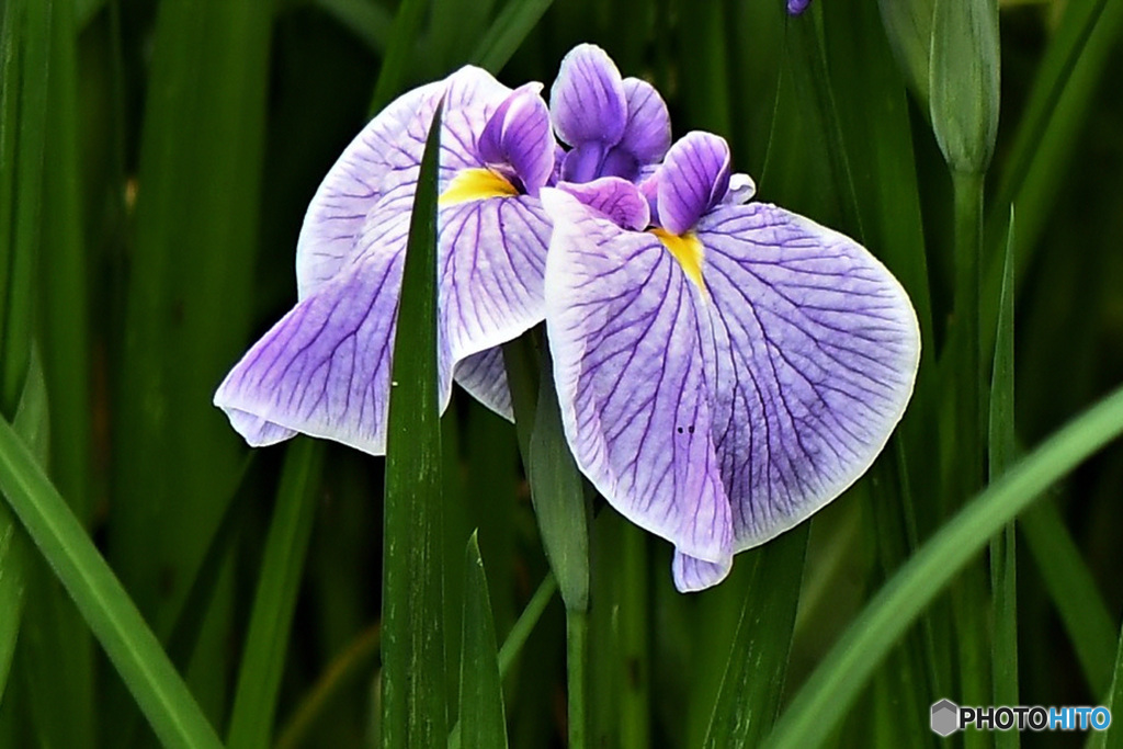 花菖蒲 22-364