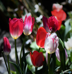 庭に咲いたチューリップの花 22-160