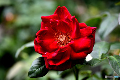  秋の庭に咲いたバラの花 