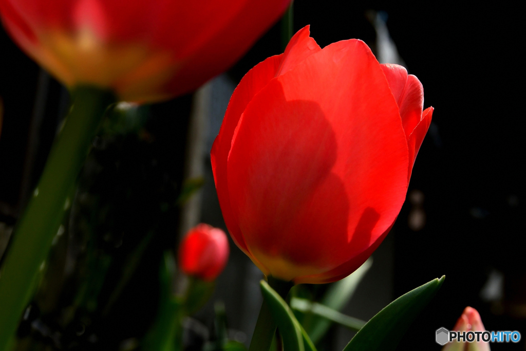 春の花を見上げる  237