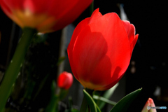 春の花を見上げる  237