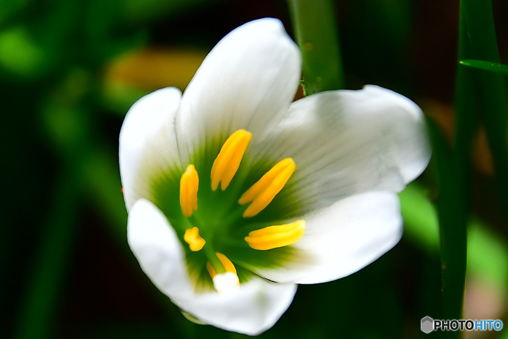 11月に入ったのにまだ咲いているタマスダレの花