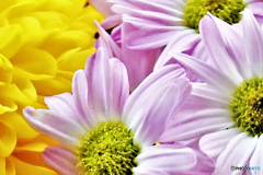 窓辺でフォト 21-657  