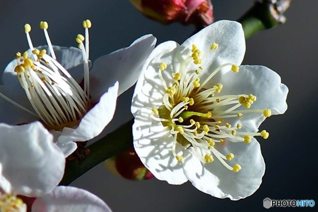 庭に咲いた白梅の花 22-075
