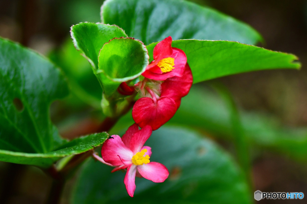 梅雨の時期にベゴニアの花が咲きました 22-339