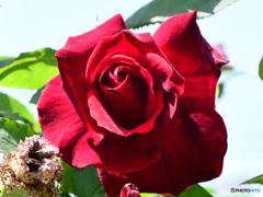庭に咲いた赤いバラの花