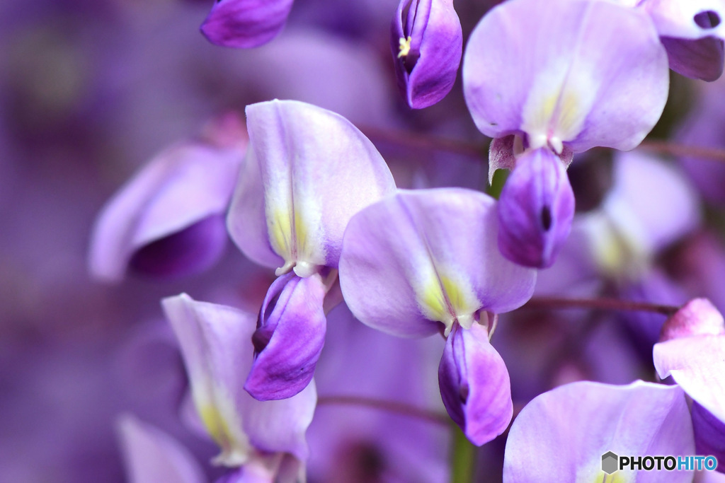 一房の中の小さな藤の花