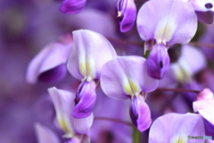 一房の中の小さな藤の花 