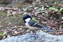 野山の鳥  シジュウカラ
