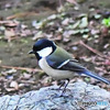 野山の鳥  シジュウカラ