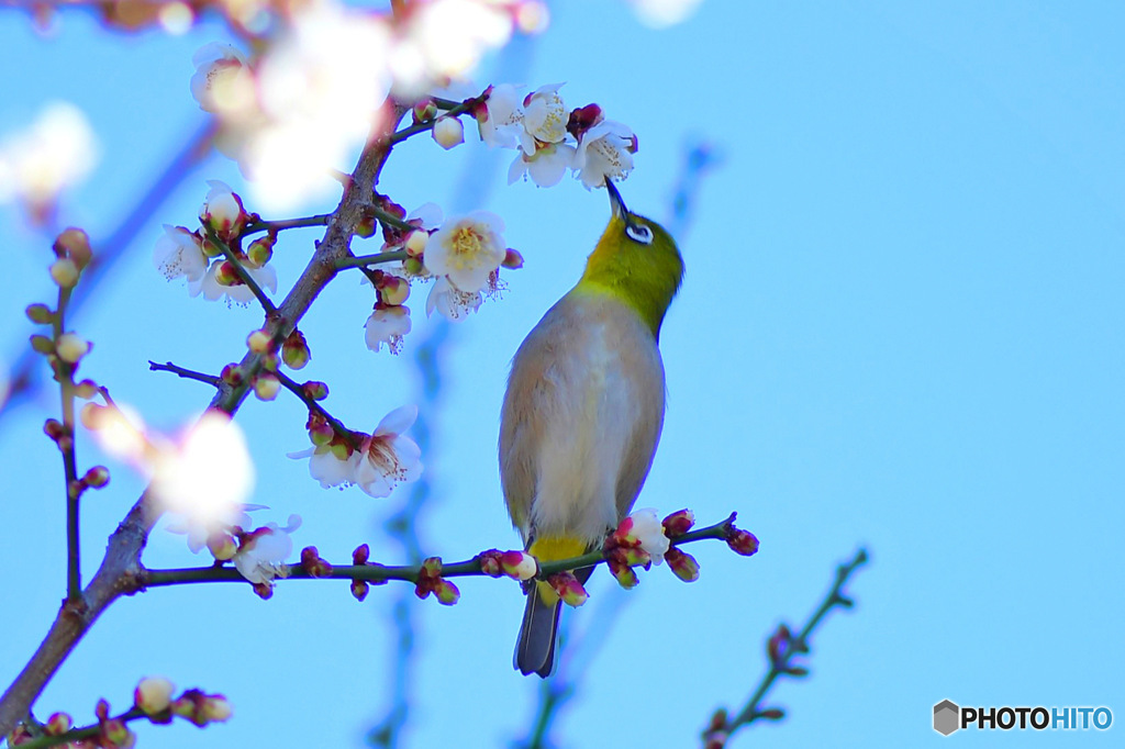 青空の中白梅の花とメジ君