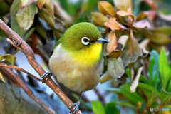 風が冷たい日に来たメジロ 