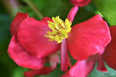 赤いベゴニアの花  21-440