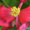 赤いベゴニアの花  21-440