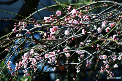 庭に咲いた淡紅梅の花22-087  105mmで撮影