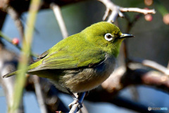 野山の鳥  21-322  メジ君
