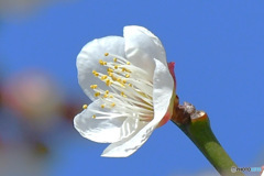一輪の白梅の花  