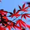 青空に映えるもみじの葉 