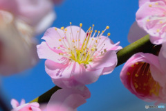 薄紅色の梅の花と青空 