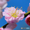 薄紅色の梅の花と青空 