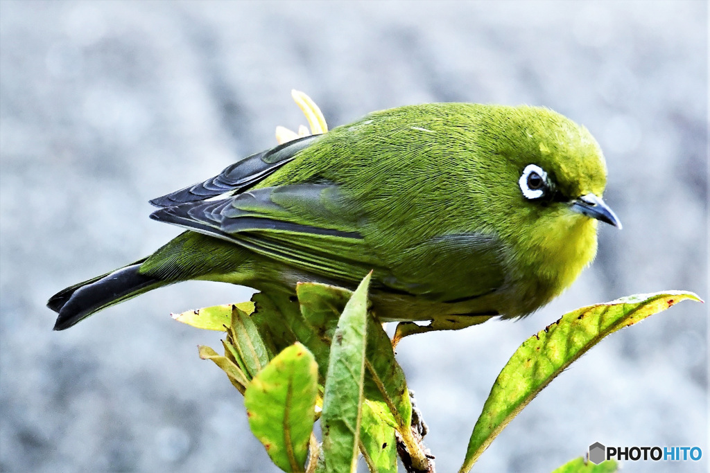 野山の鳥 22-162 メジ君  