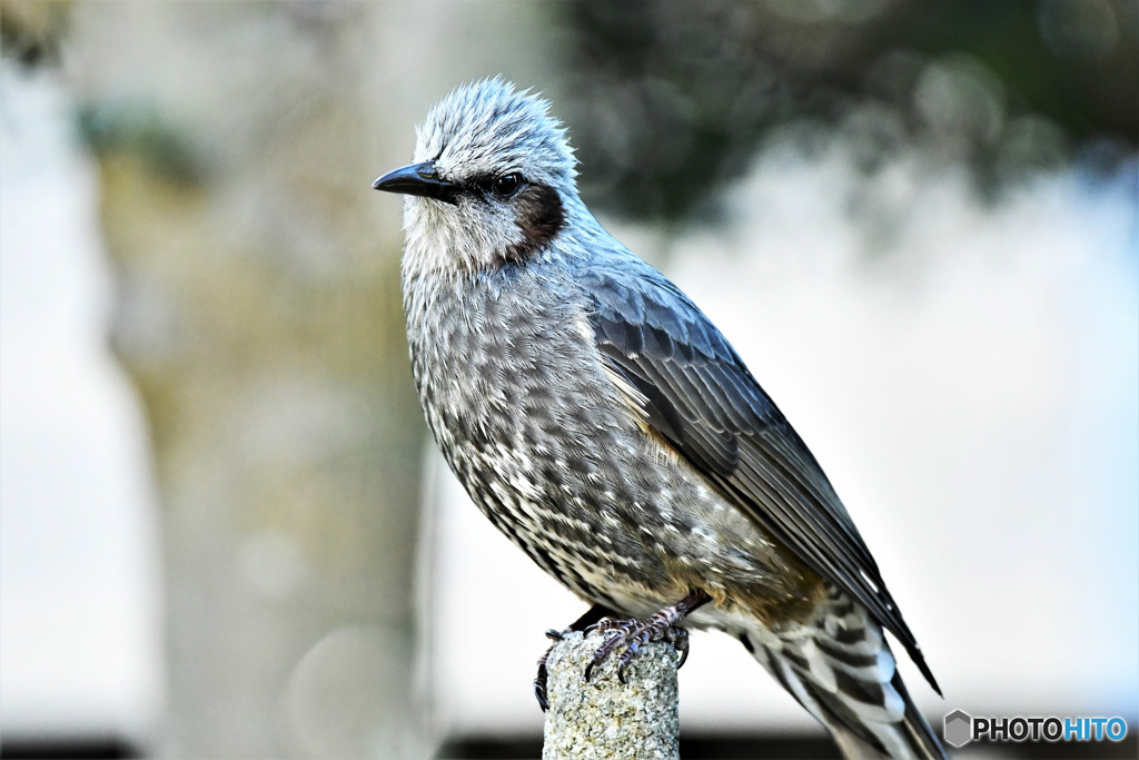 野山の鳥 22-162 ヒヨさん 