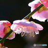 淡い色の紅梅の花 (透過)