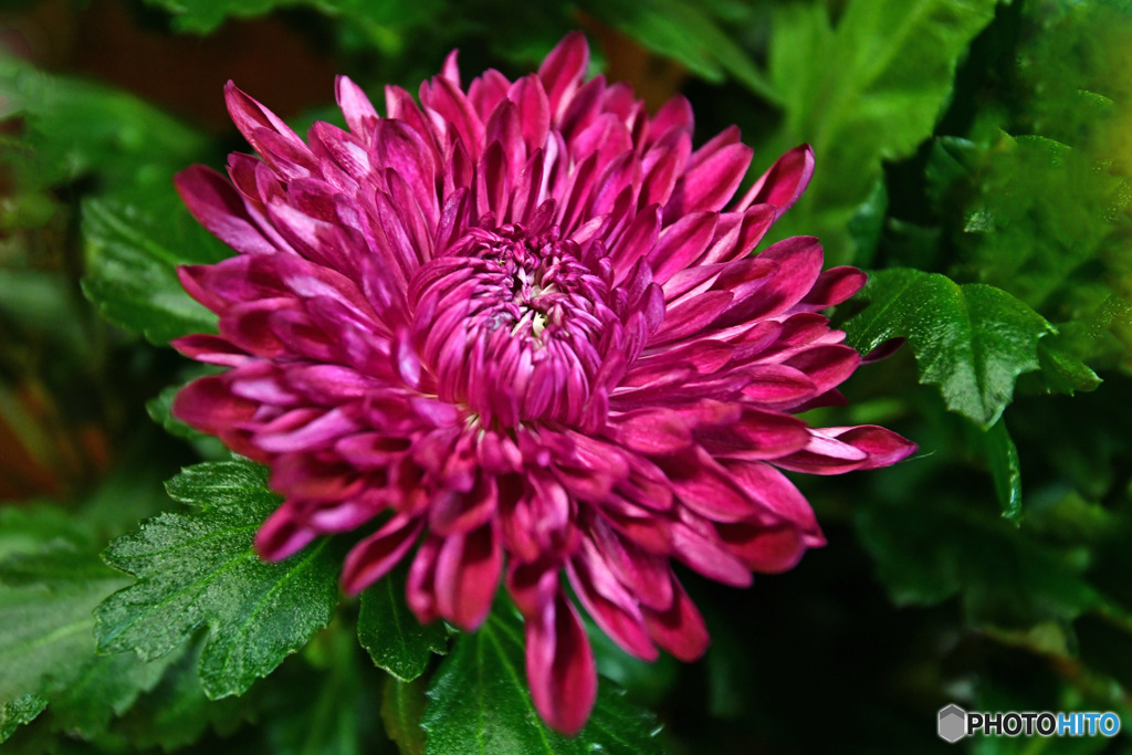 少し早めに咲いた赤い菊の花 22-402