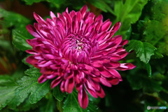 少し早めに咲いた赤い菊の花 22-402