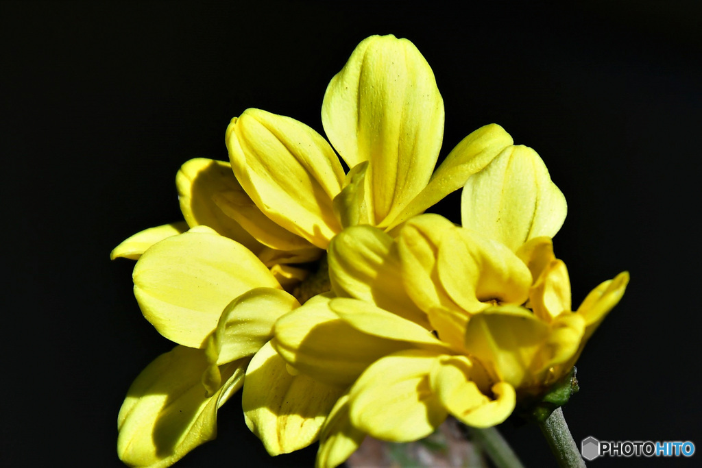 黄色い花  21-597