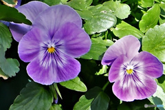 庭に咲いた花  21-619