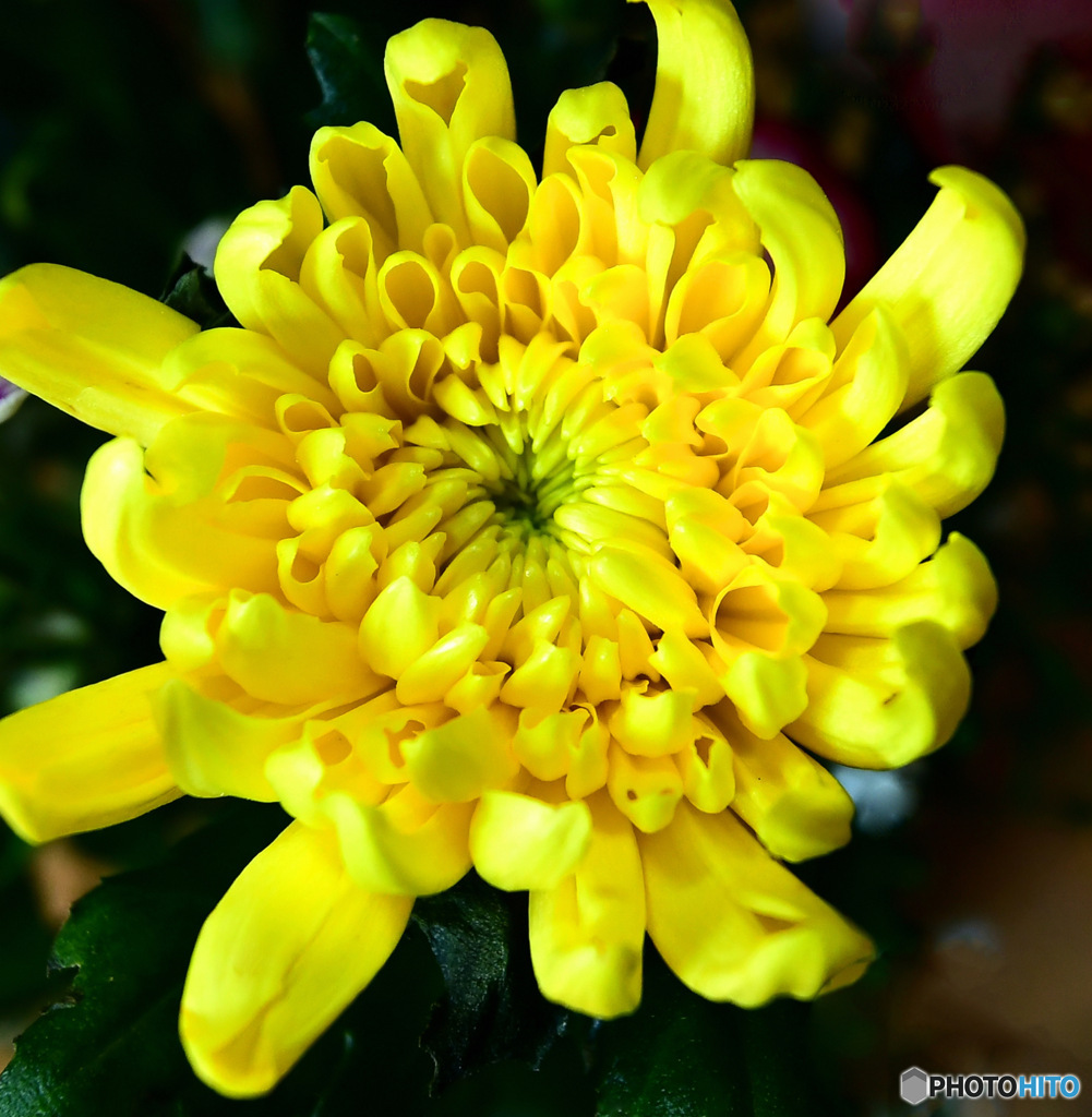  花瓶に一輪の菊